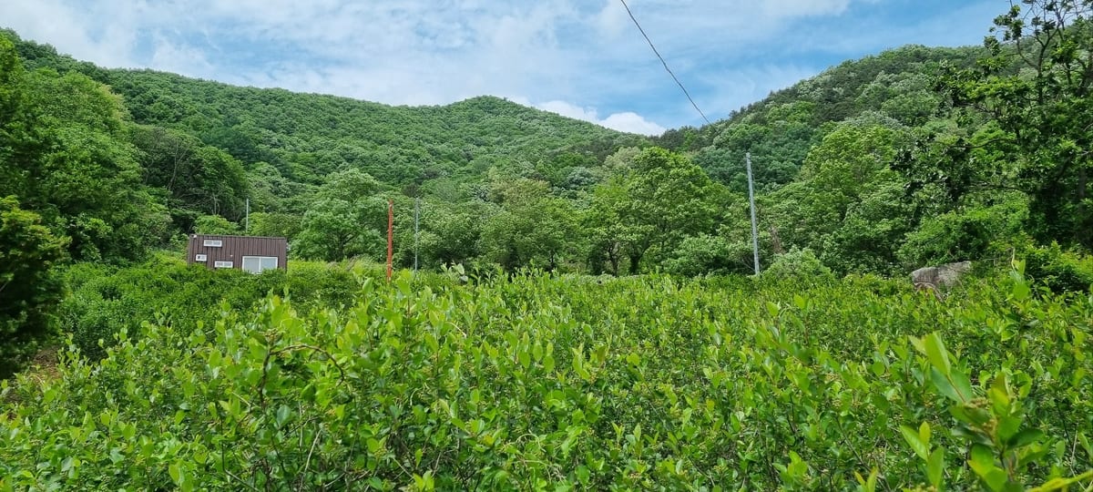 수년복싱 사진 21